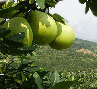 Honey Pomelo Orchard