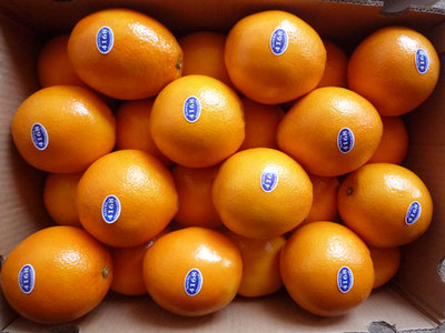 Navel Orange