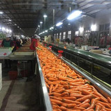 Carrot Produciton Line