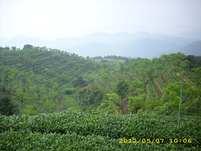 Orangic Tea Garden